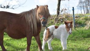 Leitrim Mammy Diaries: No you can't have a pony darling- they are evil