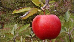 Drive by apple orchard proposed for Leitrim