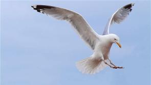 Advice offered to reduce the incidence of  nuisance birds around your home or business
