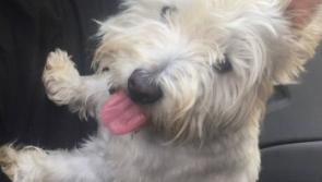 Can you help find missing dog?