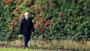The causes, signs and symptoms of dementia and what you can do to reduce your risk
