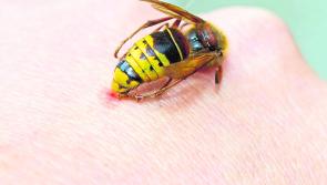 Warning issued for wasps as Rentokil callouts increase 