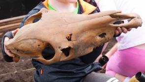 Gallery: Children take part in the Big Dig in Leitrim
