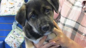 Six new-born puppies abandoned in a cardboard box