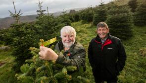 Minister Doyle urges people to choose a real Irish  Christmas tree this year