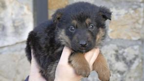 Three unwanted puppies now in ISPCA care 