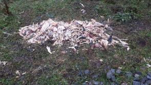 Two incidents of dumping poultry offal in woodland areas near Ballinamore