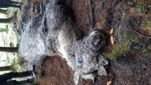 Breaking News: Over 30 horses and donkeys dumped at Leitrim forest