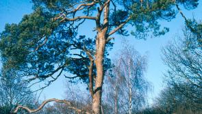More than 50,000 native broadleaf trees due to  be planted in Sligo and Leitrim