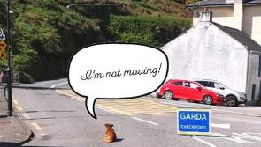'I'm not moving,' Waterford pooch defies Garda Covid-19 checkpoint over Easter weekend 