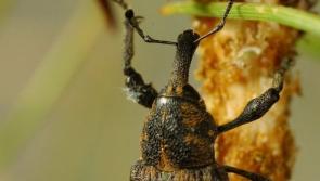 Concerns over use of 'highly toxic' insecticide in South Leitrim