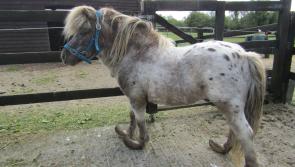 Pony with horrifically overgrown hooves rescued by the ISPCA