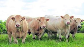 Government inaction is undermining the family farm
