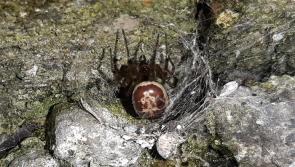 Bite of 'False Widow' spider in Ireland is nastier than previously thought 