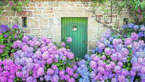 GARDENING: A lease of life for an old favourite