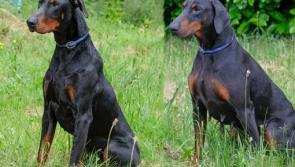 Could someone in Leitrim give a loving home to these beautiful dogs  who were rescued in a state of neglect?