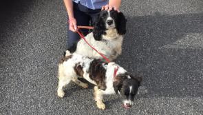 Gardai reunite stolen dogs with extremely worried owners
