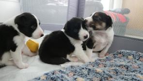 Heartwarming picture gallery: Puppies left dangling over a Donegal river are now thriving in ISPCA care