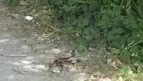 WATCH: Shock as snake found in north Leitrim park