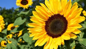 Sunflower Days in aid of hospices return to Leitrim 