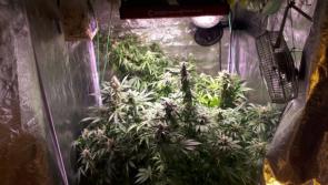 Gardaí seized €24,000 worth of suspected cannabis plants and cocaine in Longford