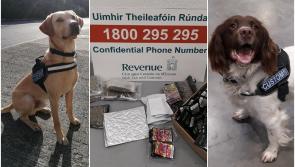 Detector dogs Bailey and Sam sniff out over &euro;30,000 worth of drugs destined for five counties