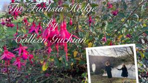 Leitrim granny pens second novel