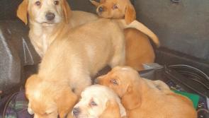 Gardaí seize 17 dogs which may be stolen - anyone missing a dog is asked to get in touch