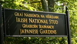 LATEST: National Stud forced to close to members after complaints to gardaí