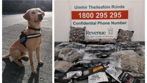Detector dog Bailey sniffs out drugs destined for addresses in five counties including Sligo