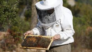 Beekeeping for Biodiversity talk at Ballinamore Library on August 16