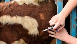 Department of Agriculture, Food and the Marine announce new approach to inconclusive reactor animals