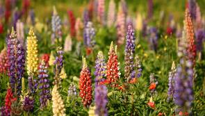 Gardening with James Vaughan: Time to plant perennial flowers
