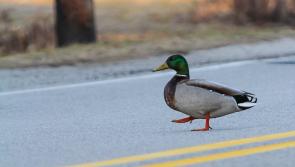 WATCH: Tipperary gardai and the great duck rescue of 2021!