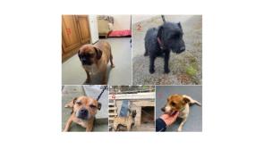 PICTURES: Can you identify these stolen dogs recovered in the midlands?