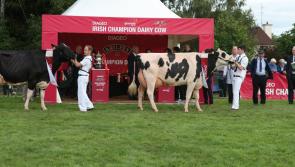 Virginia Agricultural Show cancelled for 2021