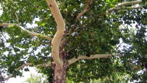 No criminal intent in cutting down 70-year-old Leitrim trees 