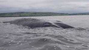 Heart-breaking end for a magnificent whale stranded in Donegal 