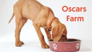 Does your dog have what it takes to become a furry ambassador for Oscars Farm?