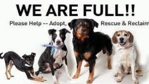 "We are full" Leitrim Animal Welfare can't take in any more dogs