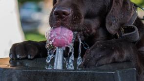 Knowing the signs of heatstroke could potentially save a pet's life