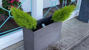 Vandalism to café business in Carrick-on-Shannon