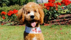 Final few days for Leitrim to enter the Nose of Tralee Pet competition