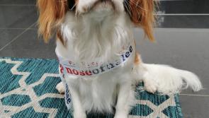 Help top dog, Mr Wilson, win this year's Nose of Tralee for Leitrim!