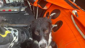 Coast Guard rescues sheepdog that fell more than 60 metres down a cliff
