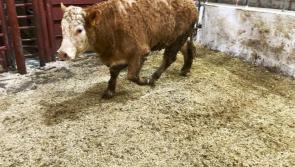 Staff member injured by animal at Drumshanbo Mart