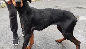  Roscommon woman convicted of cruelty to two emaciated Doberman dogs