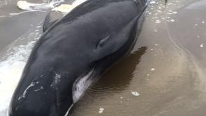 Live whale stranded on Rossnowlagh beach
