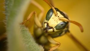 Rentokil reports 83% increase in wasp callouts in 2021