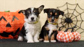 Be aware of your pet's safety this Halloween